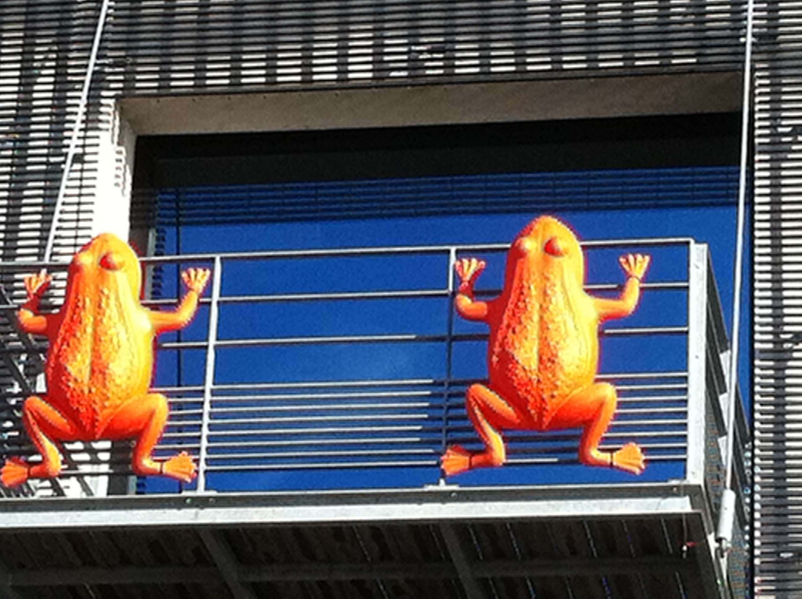 grenouille sur balcon confluence